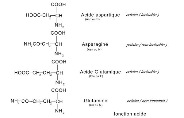 acides aminés