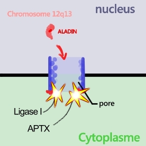 ligase1