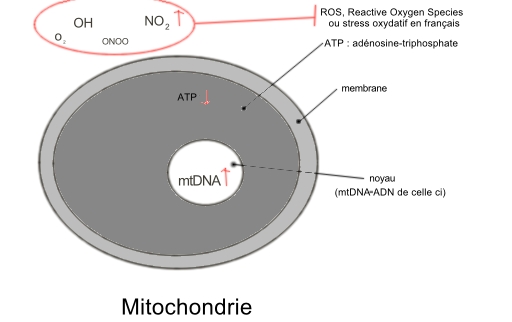 mitochondria network