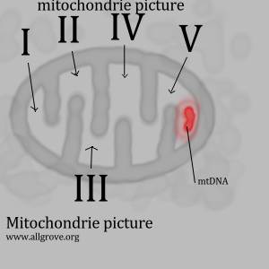 mitochondries