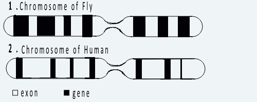 chromosome mouche