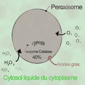 peroxysome