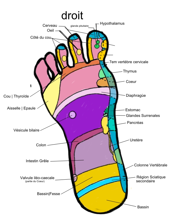 Nombre de los dedos de los pies - Imagui
